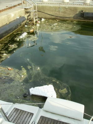 [Immagine: 201153113017_ambiente Viareggio (1)rid.jpg]